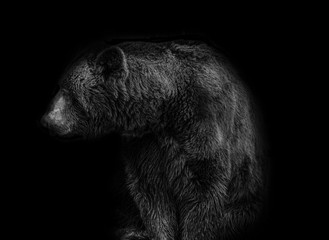 Bear On Black Background