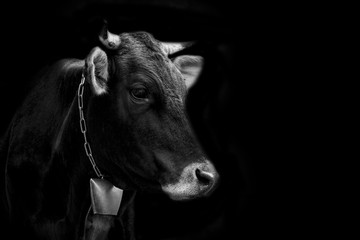 Cow Portrait On Dark Background