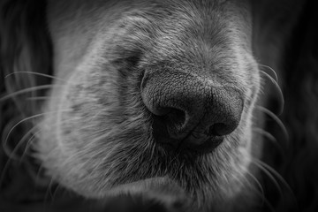 Dog Nose Closeup. Pet Background in Black&White