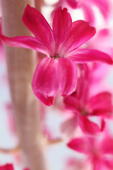 pink hyacinth