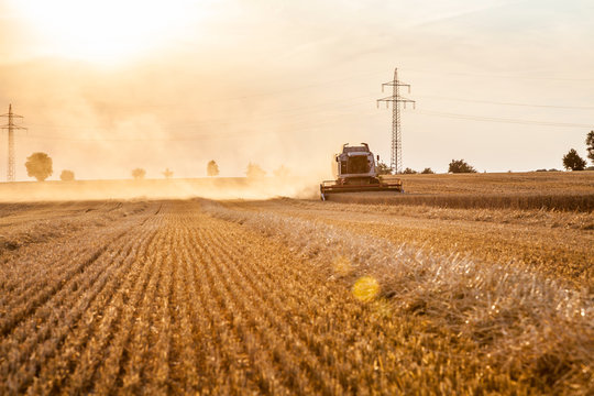 Ein M&auml;hdrescher erntet Getreide in der Abendsonne