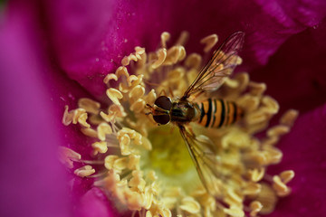 Wasp & dogrose
