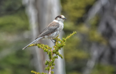 Whiskey Jack Jay (Perisoreus canadensis) perched on a branch