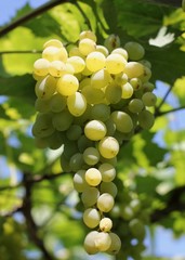 golden grape