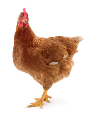 Brown hen isolated.
