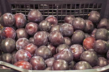 The blue plums in a box on the supermarket shelf.