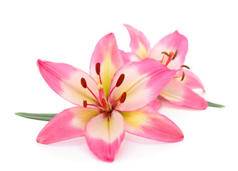 Fototapeta na wymiar Pink lily isolated.