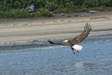 Swooping Bald Eagle