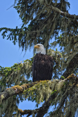 Bald Eagle perched on a branch