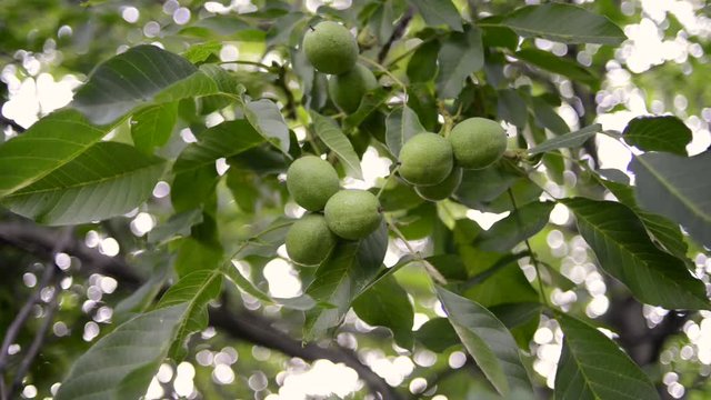 fresh green walnuts ripening on big tree branches, pan camera movement