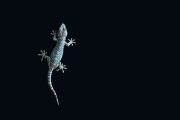 Gecko on black background.