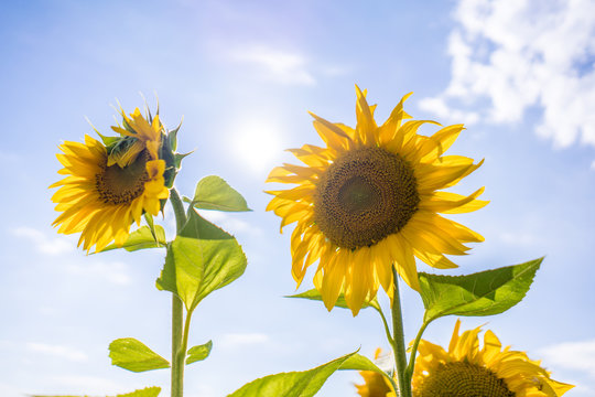 Sunny day photo with sunflower's heads on bright sky.