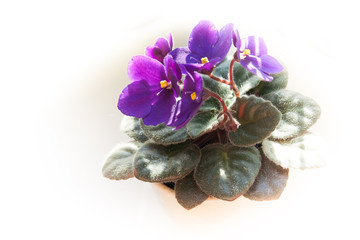 african violet flower or violet saintpaulias flowers lilac in a pot on window sill on white background