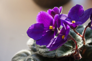 Fototapeta na wymiar african violet flower or violet saintpaulias flowers lilac in a pot on window sill