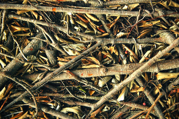 dead tree, dry base, trunk, branch on the ground, use as background