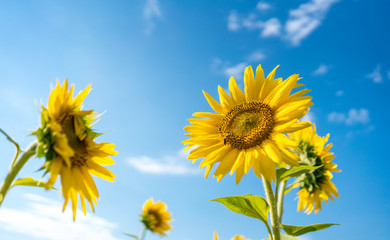 Obraz premium A bee on a bright yellow sunflower and blue sky on background.