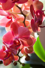 blossoming violet orchid closeup