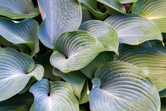 Beautiful leaves of hosta plant in the garden