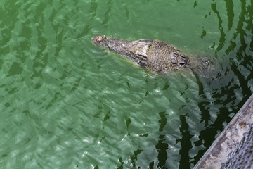 Crocodile in the green water