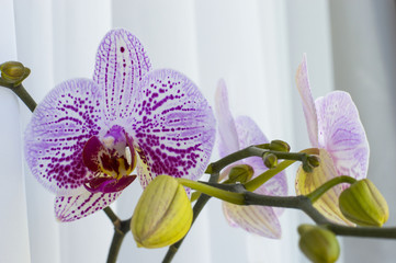 Beautiful purple and white orchid flowers shot in soft light