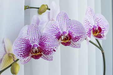Beautiful purple and white orchid flowers shot in soft light