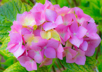 Delicate pink little flowers shot in soft light