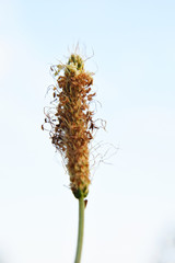 Narrowleaf plantain Plantago lanceolata flower on white sky background close up view with copy space for text. Medicinal plants concept.