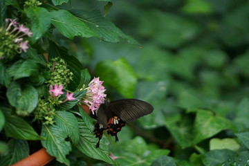 Paradies der Schmetterlinge