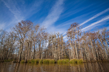 Obraz premium perfect day on the swamp