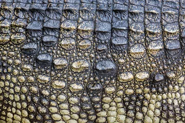 Fotobehang Colorful patterns and skin of the crocodile. © MrPreecha