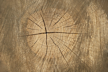 Naklejka premium the texture of an old wooden board