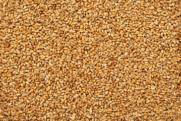 texture is from grains of gold wheat