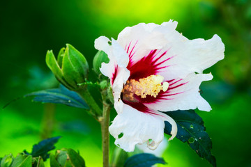 Hibiskus am Strauch © Digitalpress