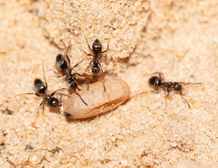 ants with eggs on the sand