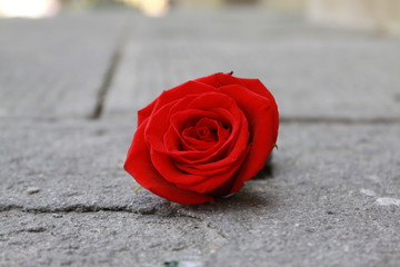 Fallen Red Rose on the floor