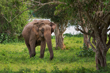 Sri Lankan Elephant - Elephas maximus maximus, Sri Lanka