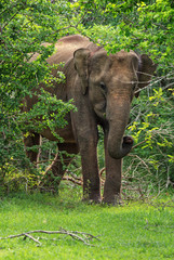 Sri Lankan Elephant - Elephas maximus maximus, Sri Lanka