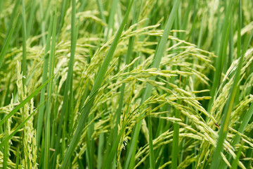 Fototapeta na wymiar rice plants ,paddy rice field Countryside scenery.