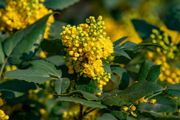 The bright yellow flowers of Berberis julianae also known as winter green barberry.