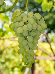Green grape as food background. The close-up of tasty natural and fresh grapes.
