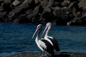 Two Pelicans By Ocean 2