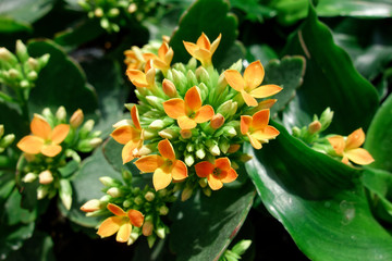 Beautiful anagallis arvensis flowers. Macro photography.