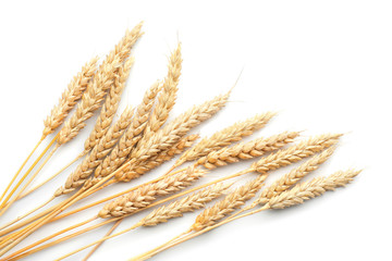 Fototapeta premium Wheat spikelets on white background