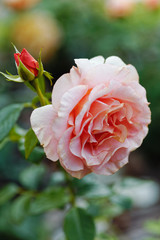 Pink roses flowers on bokeh backdrop. Floral background with soft selective focus. Vintage style tinted image.