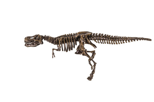 skeleton of a dinosaur on a isolated background