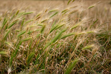 An agricultural weed growing in a farm paddock or field