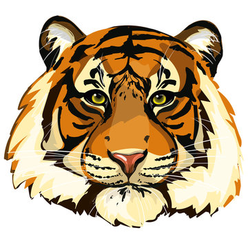 Head of beautiful tiger. Detailed vector draw of animal. Tiger face close-up.