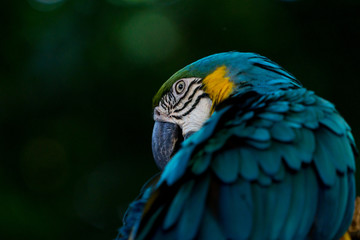 Blue and yellow Macaw, Cartagena, Colombia