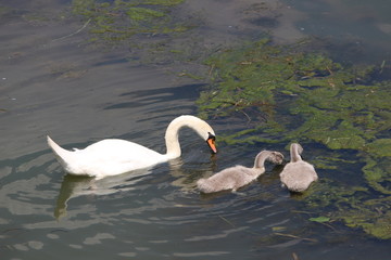 Papa cygne et ses bébés