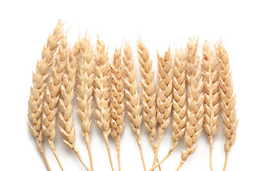 Wheat spikelets on white background